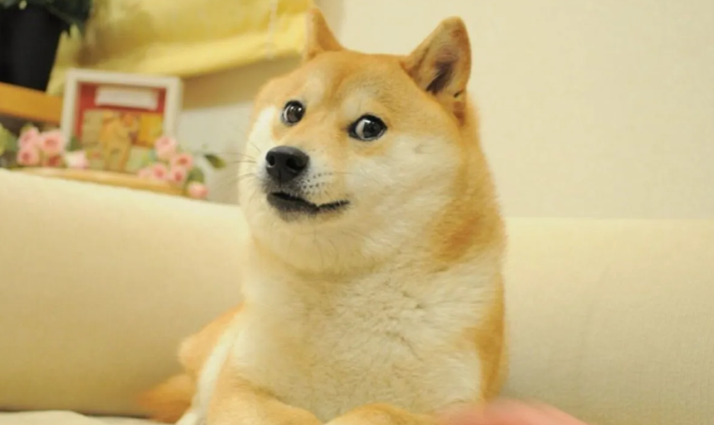 doge, kabosu