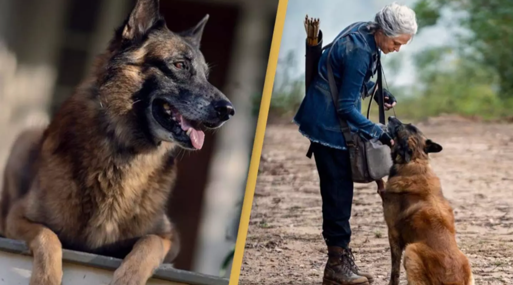 Seven, the dog from The Walking Dead, has passed away.