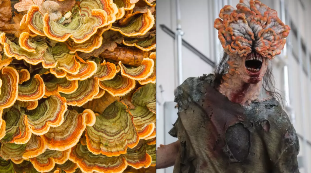 Expert Warns of 'Fungi Apocalypse' Threatening Humanity, Similar to Last of Us Scenario