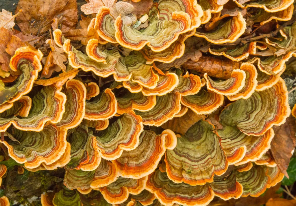 Expert Warns of 'Fungi Apocalypse' Threatening Humanity, Similar to Last of Us Scenario